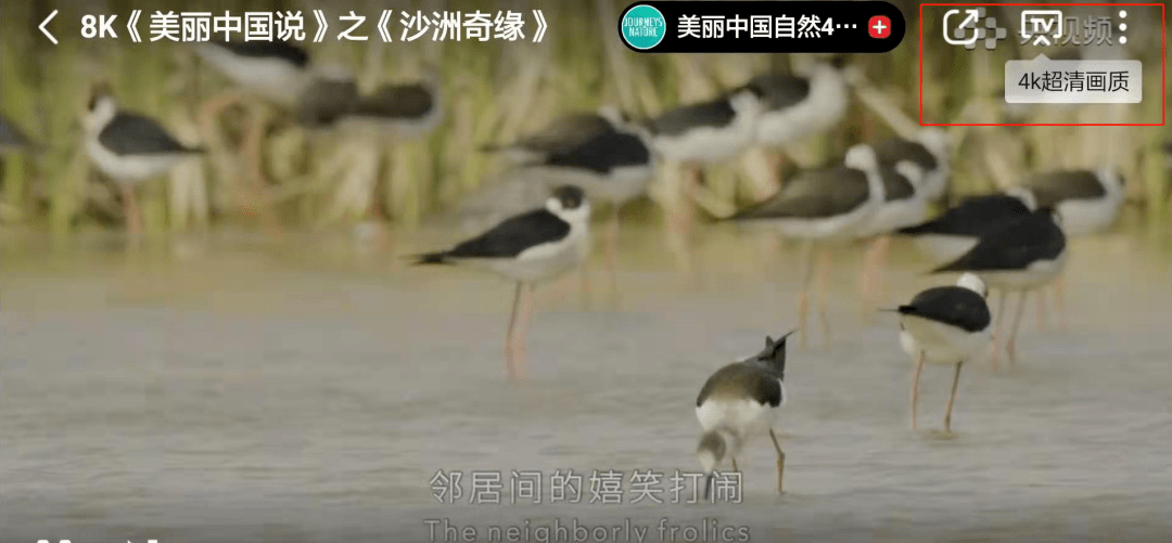 央视首部8k纪录片美丽中国说盐城篇沙洲奇缘今日首播