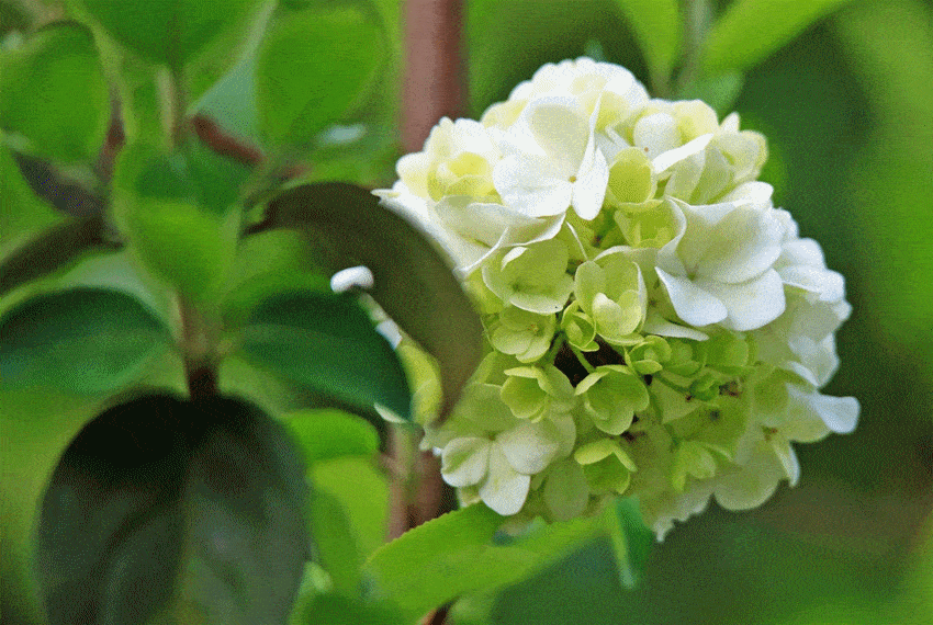 绣球荚蒾花庭前一架已离披,莫折长枝折短枝/摄于3月16日木香花投我木