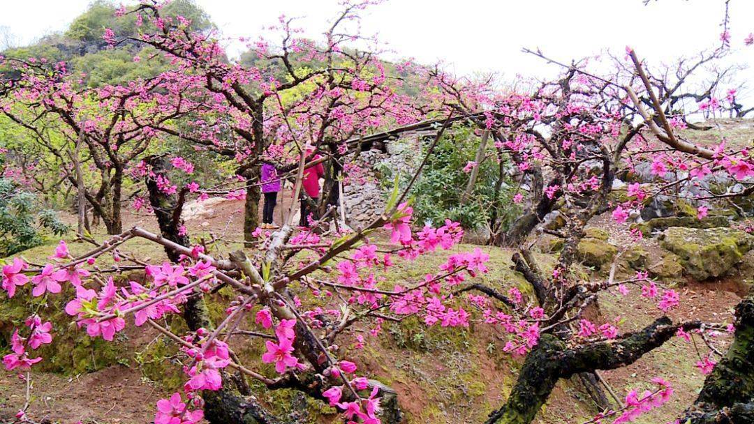 每年桃花观赏期