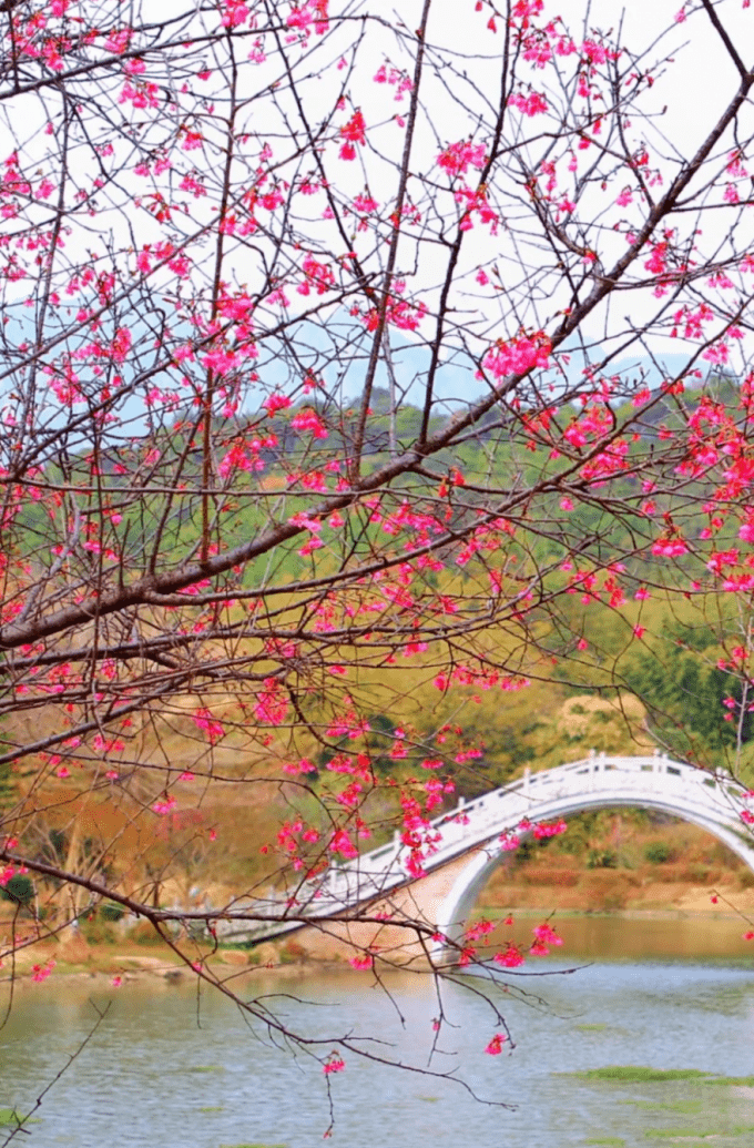 太美了清远樱花观赏地大集合来了快约