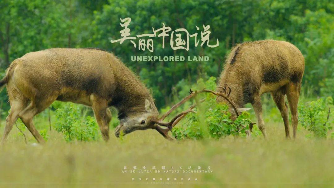 央视首部8k纪录片美丽中国说盐城篇沙洲奇缘今日首播