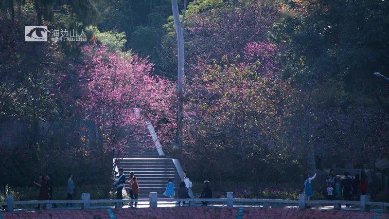 圣洁如百合樱花樱花迎春绽放啦龙海市石码镇紫云岩的樱花谷是浪漫 是