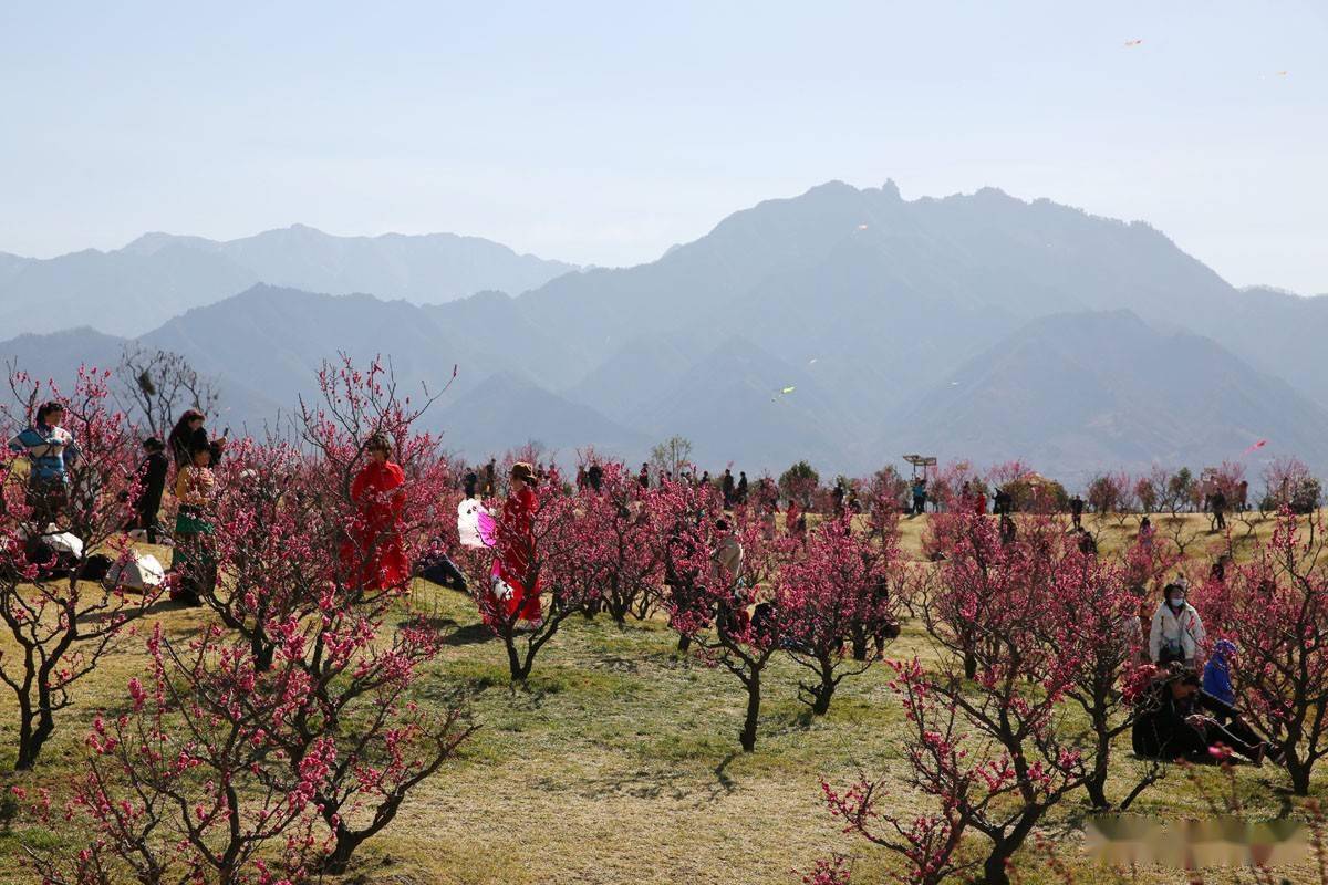 西安最大的梅园在唐村,终南山下三千株梅花盛开,灿若云霞