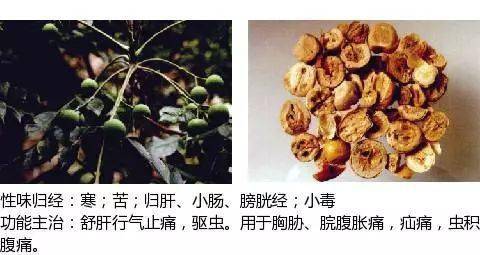 史上最全中草药图谱(附主治功效)