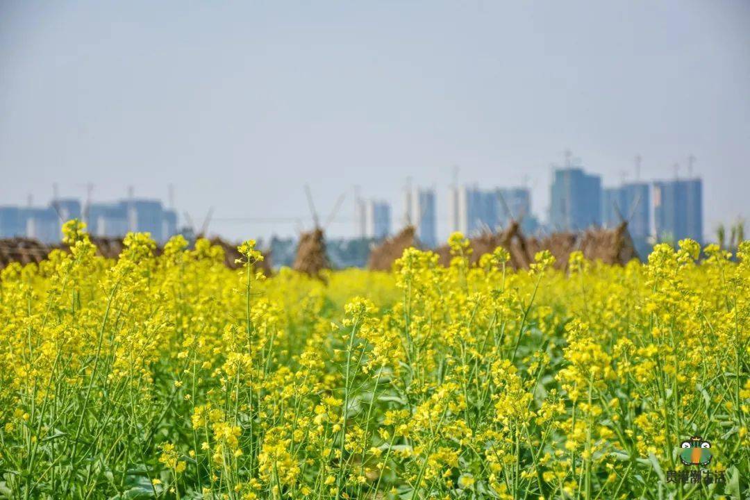 贵港发现一大片油菜花海,现在去刚刚好!