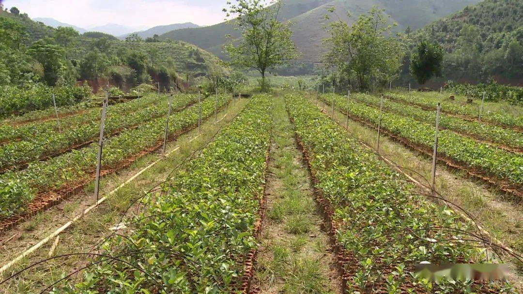 小茶果带动大产业 助力脱贫 助农增收