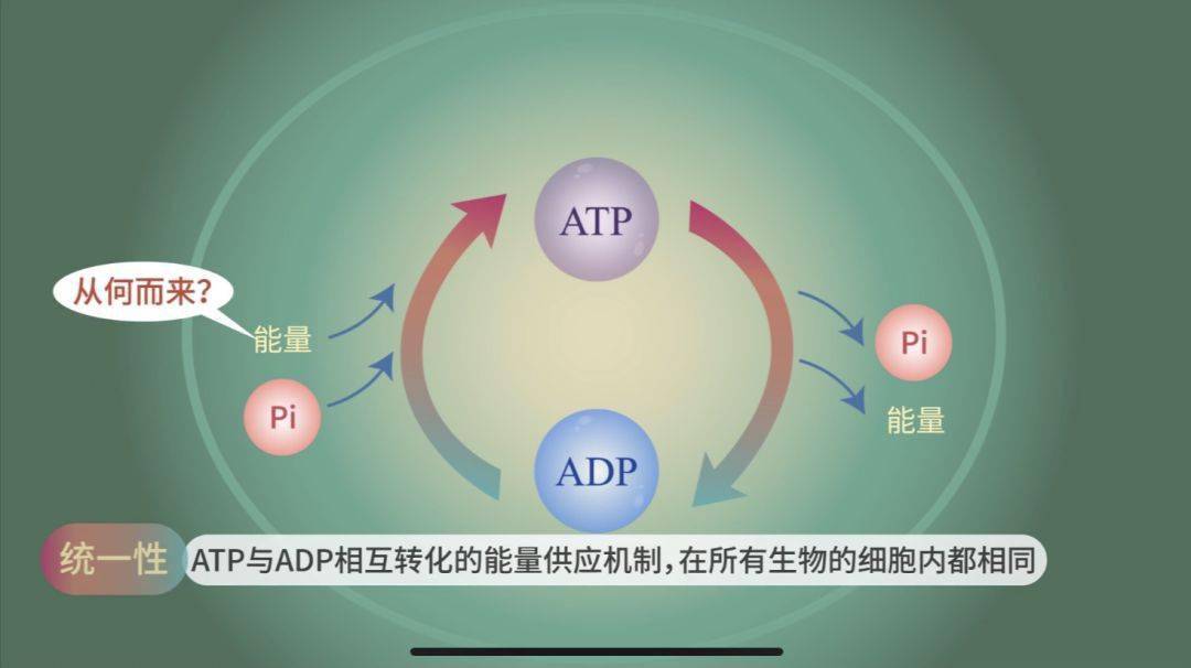 【生物大师高中】atp—中国能源_能量