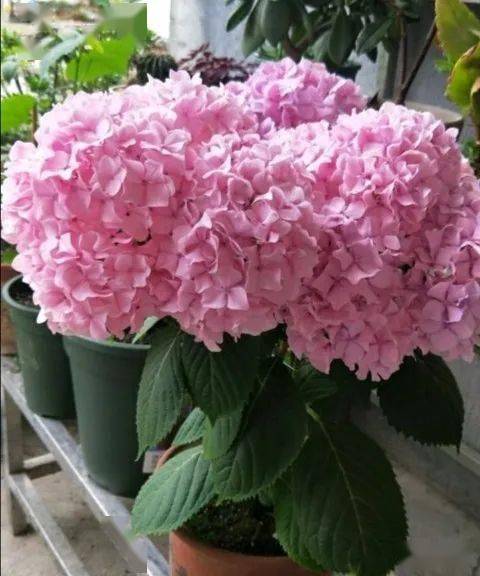 绣球花品种大全| 77种绣球图鉴,欢迎大家来补充