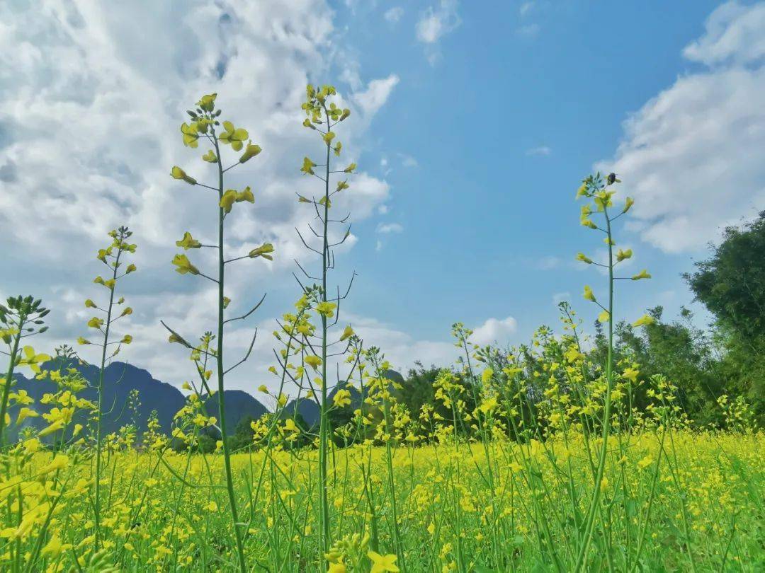 阳春陂面石尾村大片油菜花海生动展现了恬静美丽的春日画卷俗话说"常