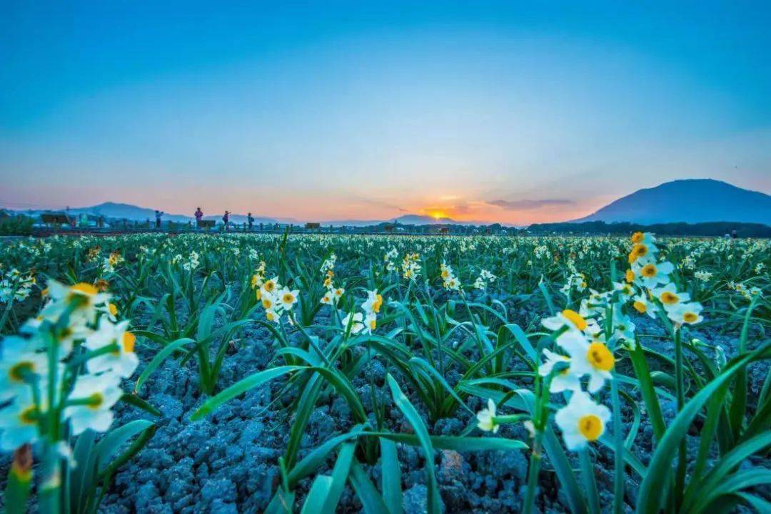 《听,水仙花开的声音》-end-来源 | 水仙文旅,闽南日报视觉漳州,龙海