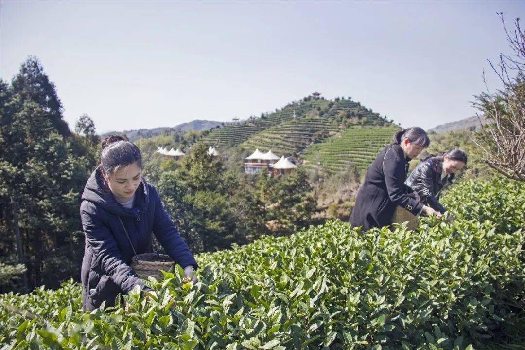 近日,水头镇朝阳山茶园里 出现了忙碌的身影 沐浴着春日的阳光,承雾