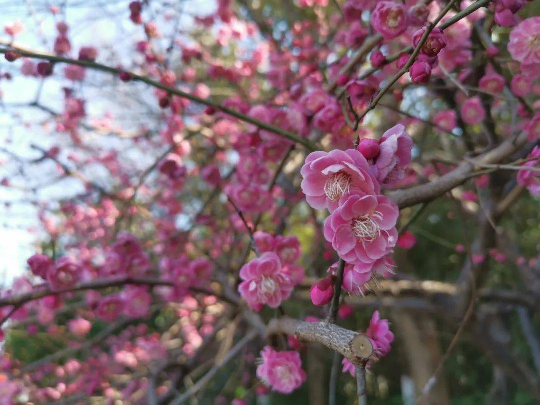 "梅"好进行时"花"开待君赏_梅花