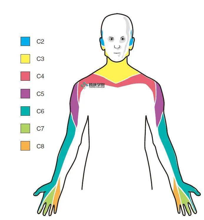 疼痛解剖学颈神经的节段支配