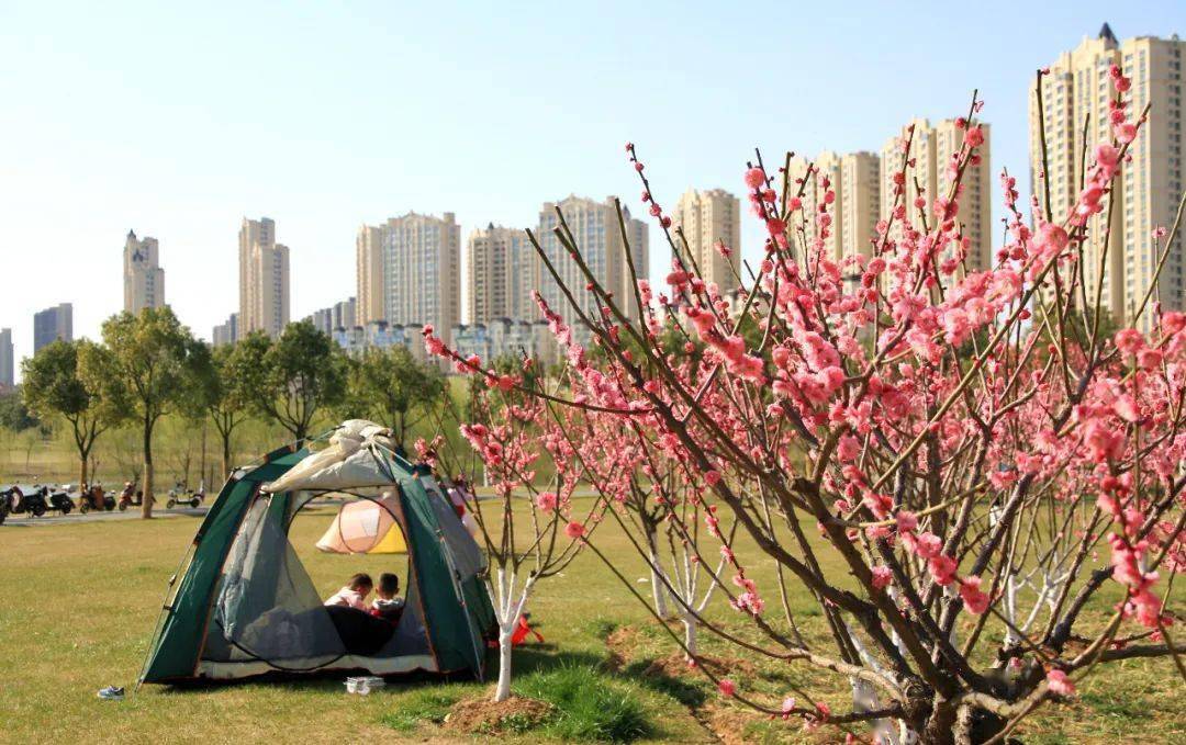 南艳湖畔赏梅正月里的合肥植物园,春风拂面,梅香沁人心脾,15