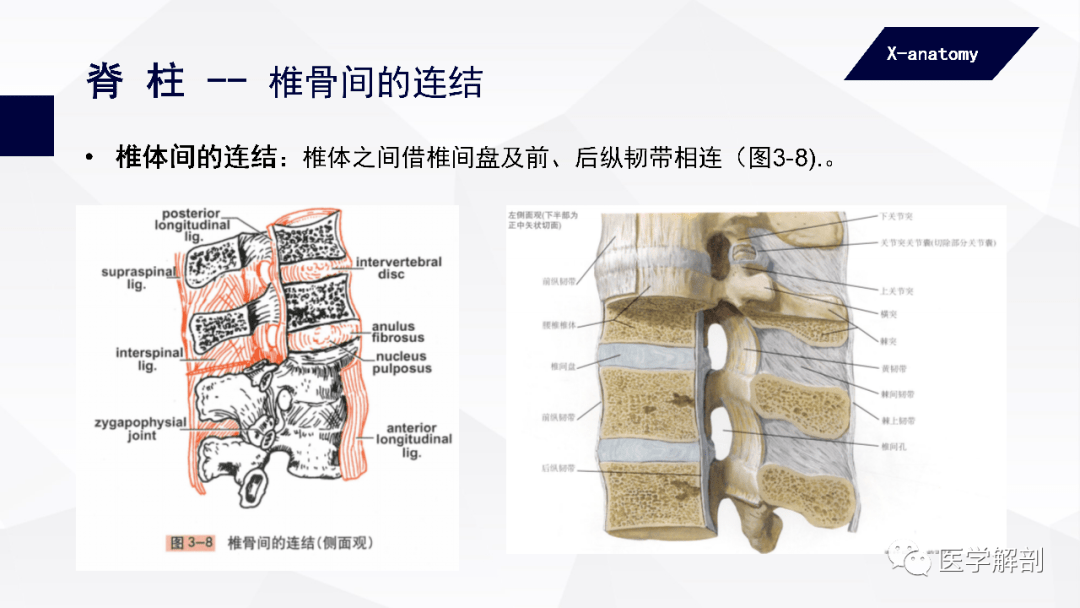 椎体间的连结:椎体之间借椎间盘及前,后纵韧带相连(图3-8).