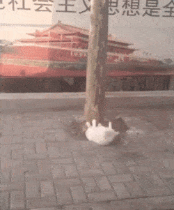 有网友在路边抓拍到了一只猫咪的健身场景: jio怼着树根,疯狂练习仰卧