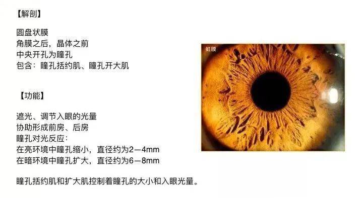 大脑中大约有80%的知识和记忆都是通过眼睛获取的.