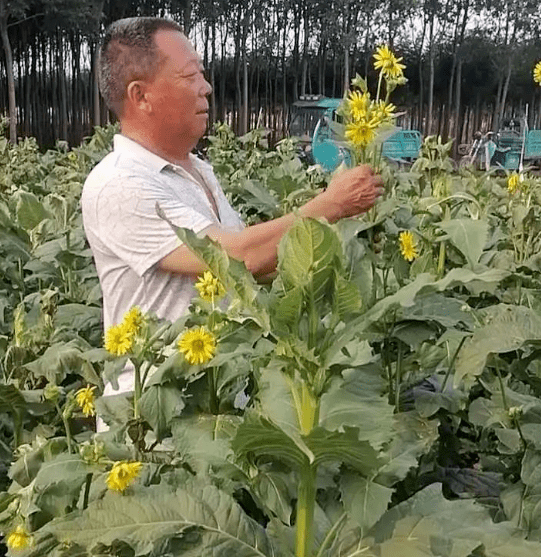 明天正月十一2月22日梁城华夏神菊大健康产业示范园举办开园仪式