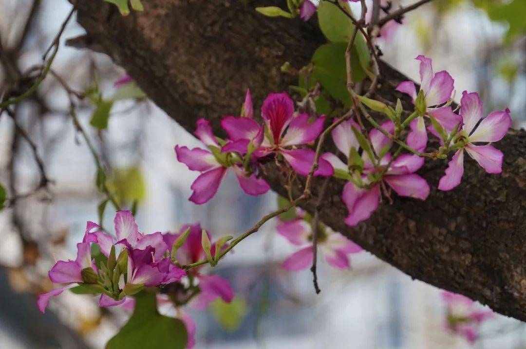 花期提前28万株洋紫荆进入初花期离盛花期还会远吗