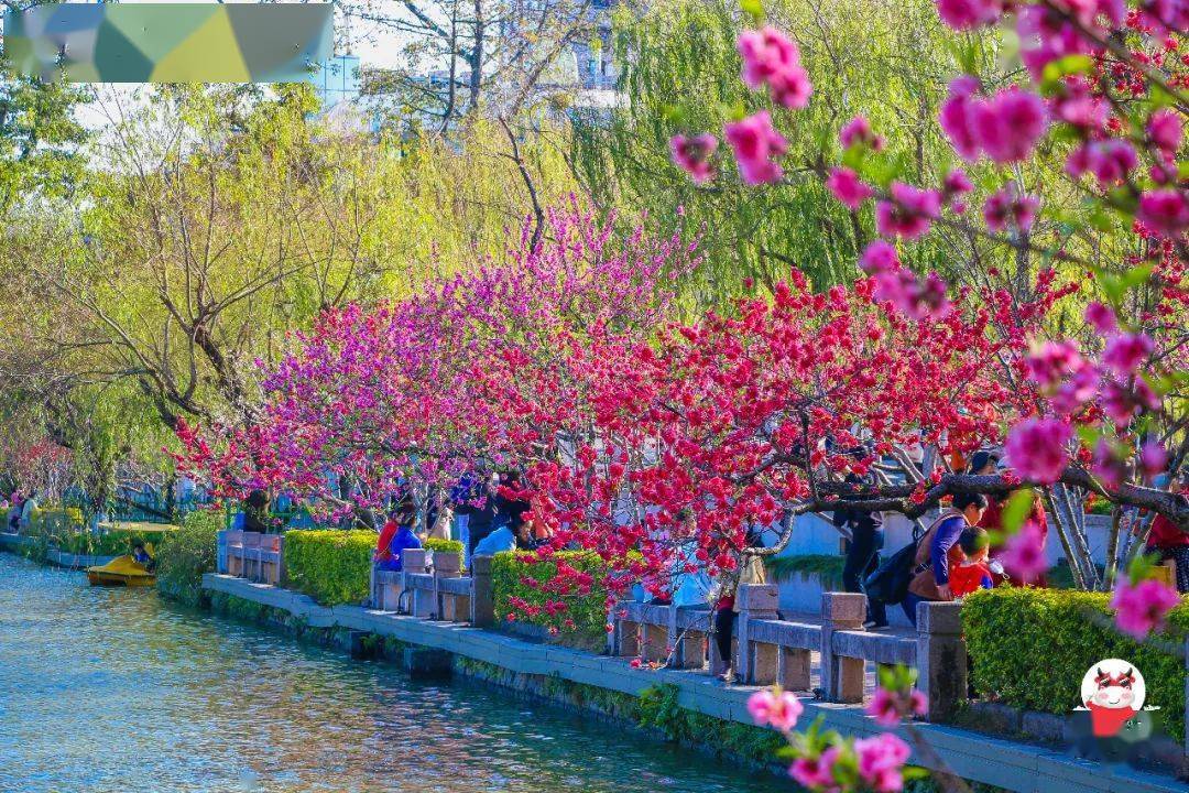 桃花朵朵绽放烂漫无比,完满诠释了诗文里"桃之夭夭,灼灼其华"的盛美