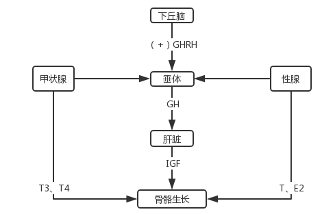 下丘脑释放生长激素释放激素(ghrh)后刺激垂体释放生长