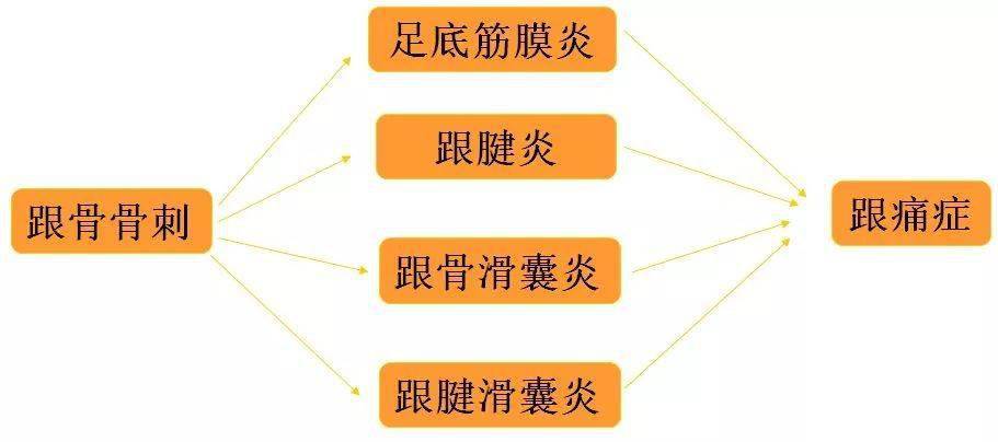 足跟痛的诊断与治疗要点_脂肪