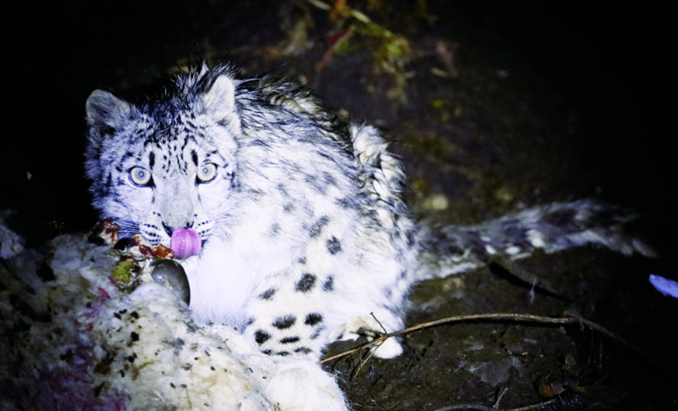 月24 日凌晨,捕食成功的雪豹正在进食.