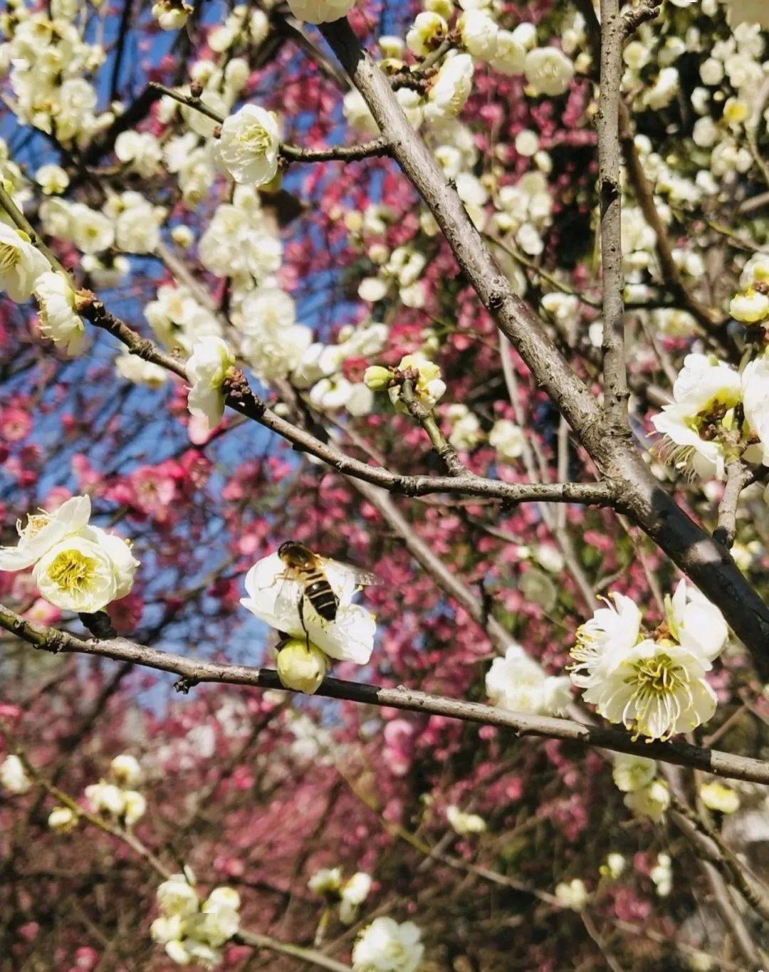 采石矶梅花