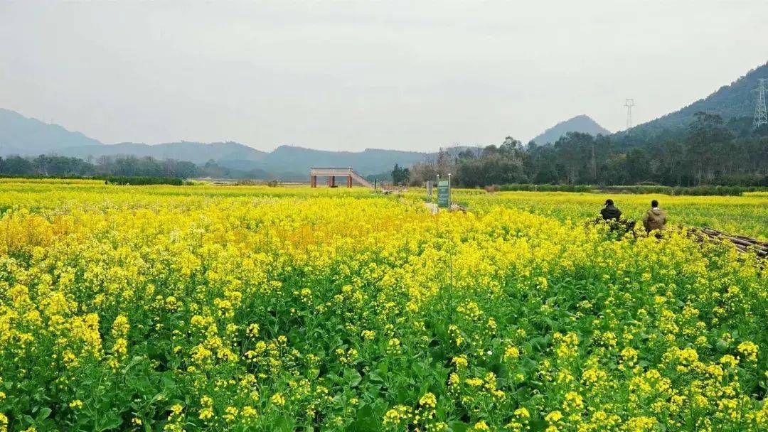 打卡桂林春天"明亮黄"!油菜花地图来了