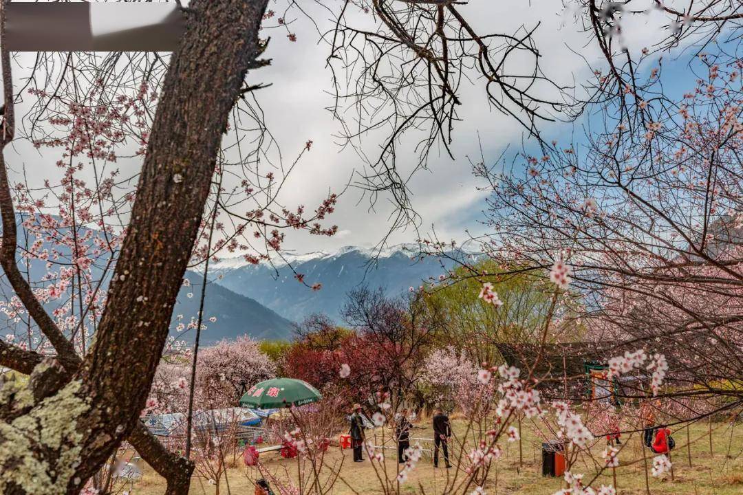 2021年西藏林芝桃花节—最佳拍摄地点及摄影攻略