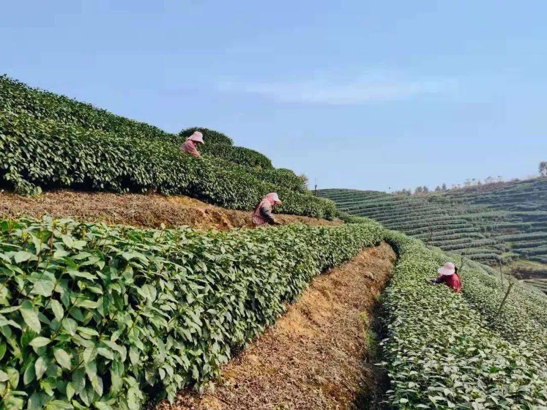 满园春芽吐新绿嘉峨茶谷采茶忙
