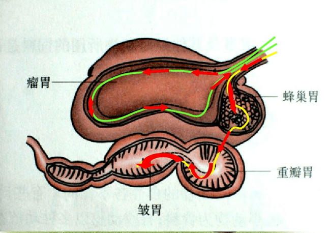 牛的胃分为两个部分:前三个胃(瘤胃,网胃,瓣胃)和皱胃.