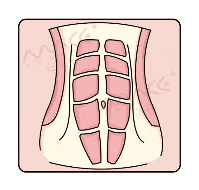 肚子不断变大,腹直肌会沿着白线像两侧分开,最后导致腹直肌分离