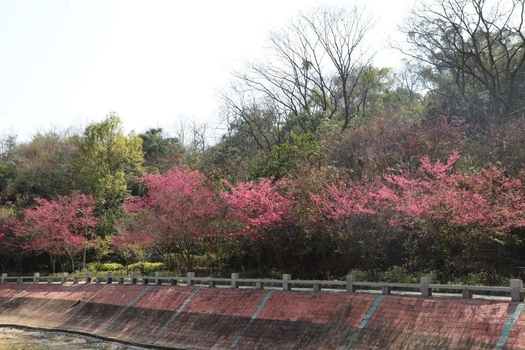 龙海又是一年樱花季一起去紫云岩赏花呀