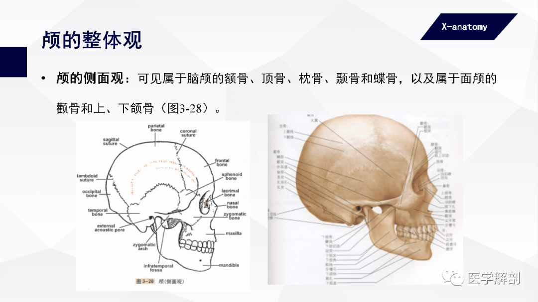 婴儿颅的额结节,顶结节和枕鳞中央都是骨化的中心部位,发育较明显,故