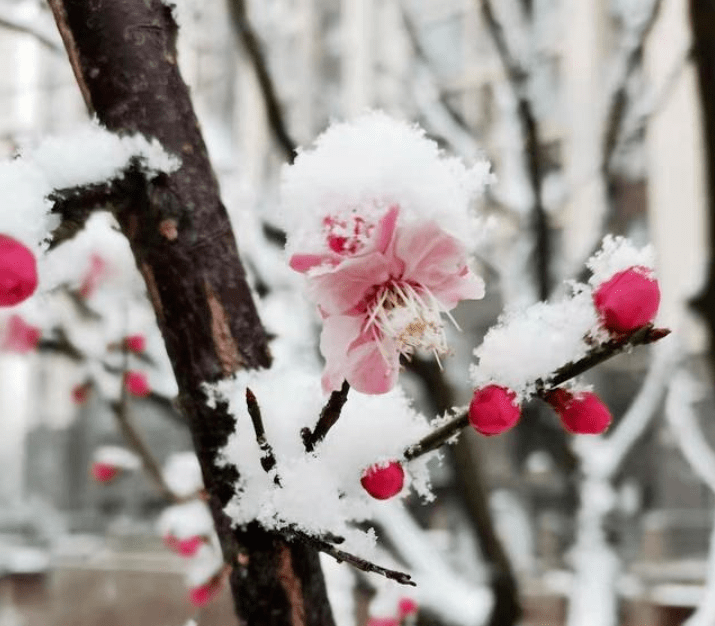 看春雪多图