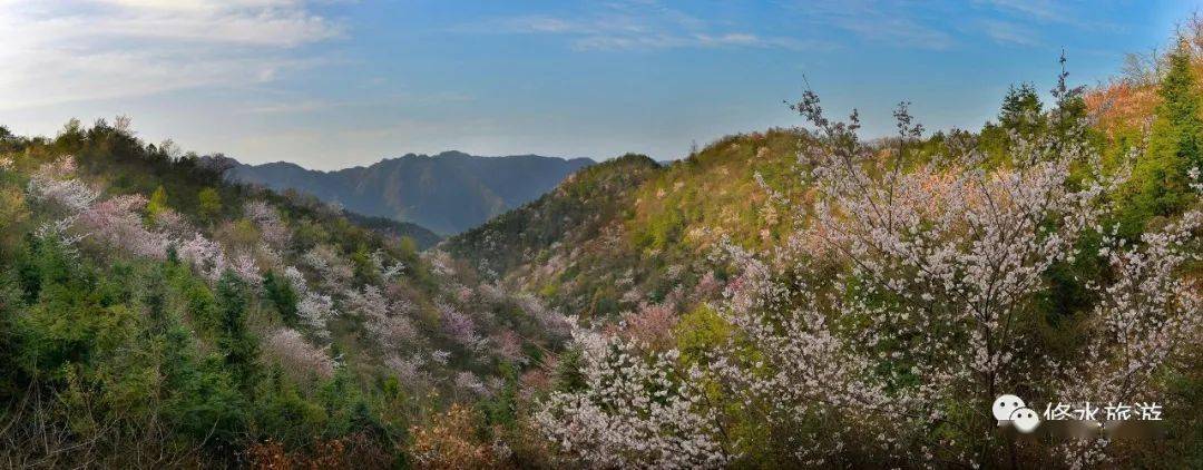 重磅!樱为爱·第三届中国国际山樱花节(修水)3月2日盛大开启