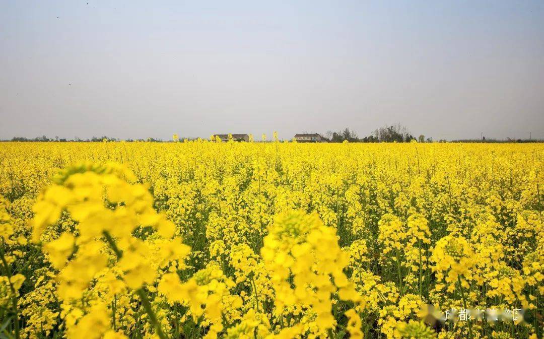 绿道科普|一段春光属菜花-2021年观花指南(油菜花)