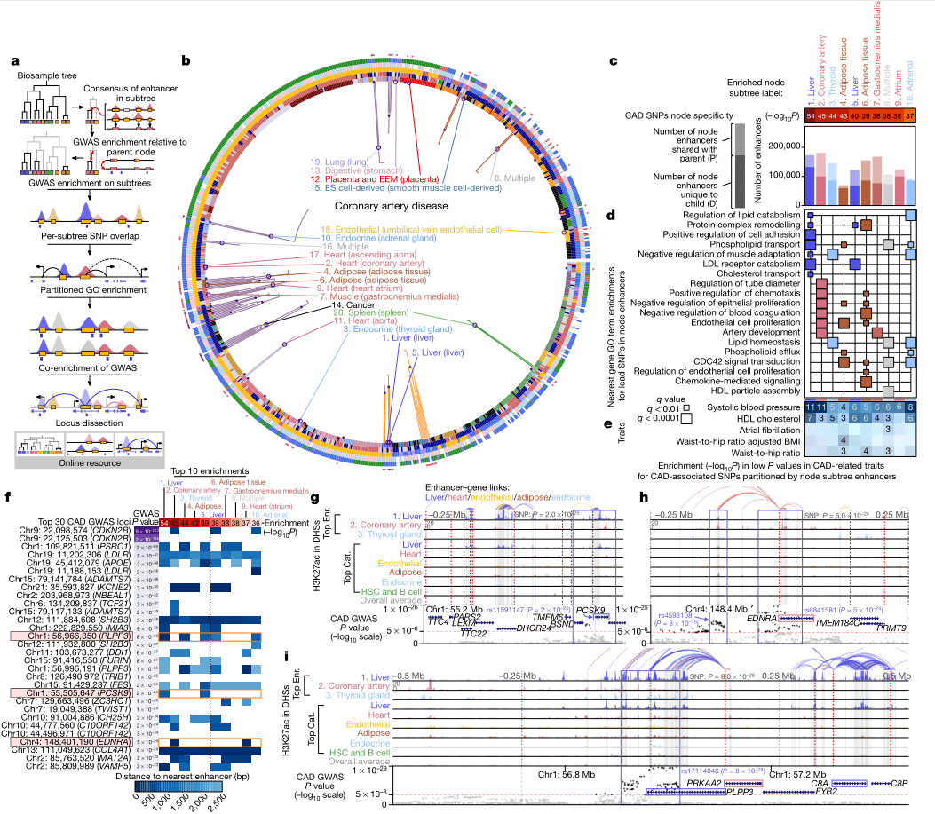 nature|基于人类表观基因组图谱epimap,广泛揭示人类疾病位点调控回路