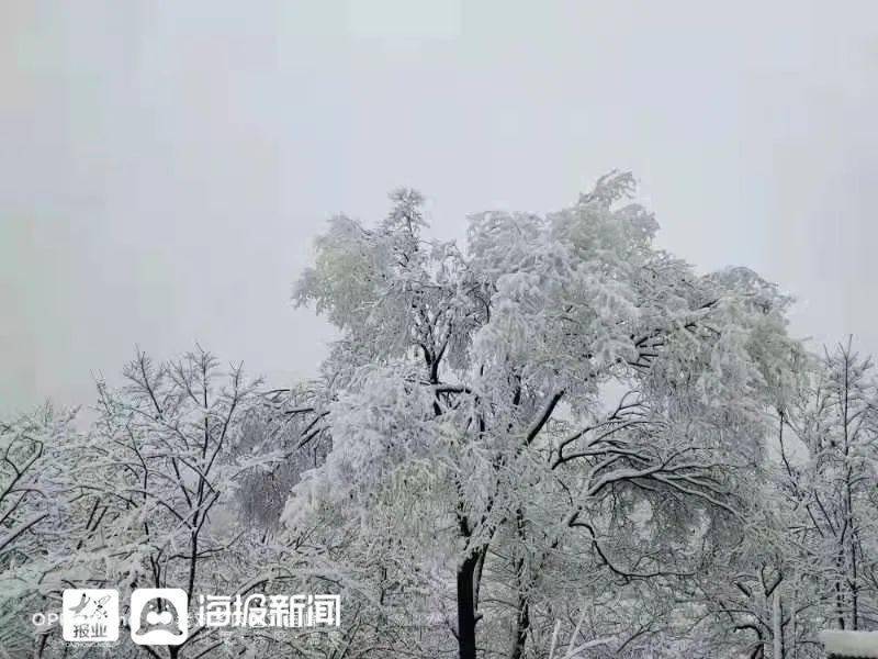 瑞雪兆丰年淄博牛年第一场雪银装素裹美如画