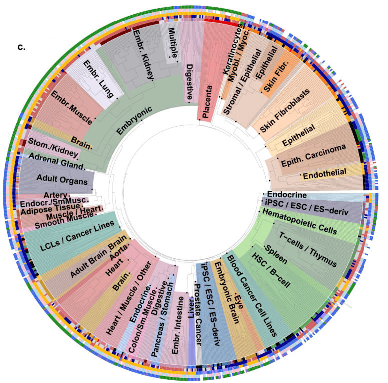 nature|基于人类表观基因组图谱epimap,广泛揭示人类疾病位点调控回路