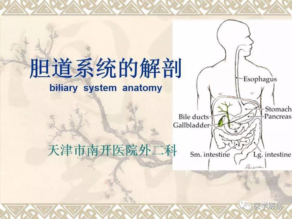 解剖腹部丨胆道系统解剖详解