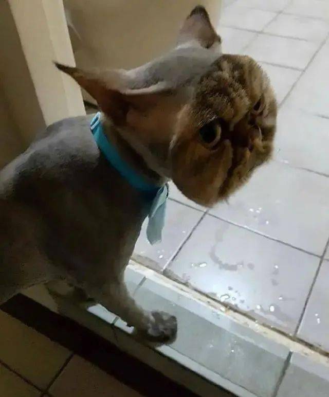 猫咪被送去宠物店剃毛,主人去接时差点忍不住:完犊子了