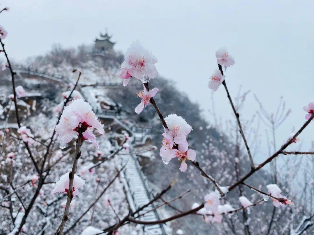 桃雪有幸,与人皆和丨龙潭大峡谷迎来牛年第一场桃花雪