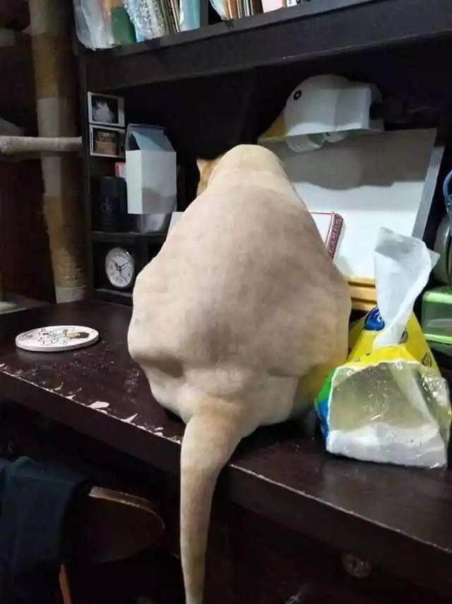 剃毛之后,猫咪始终不愿意相信自己,一直照镜子,怀疑自己的人生
