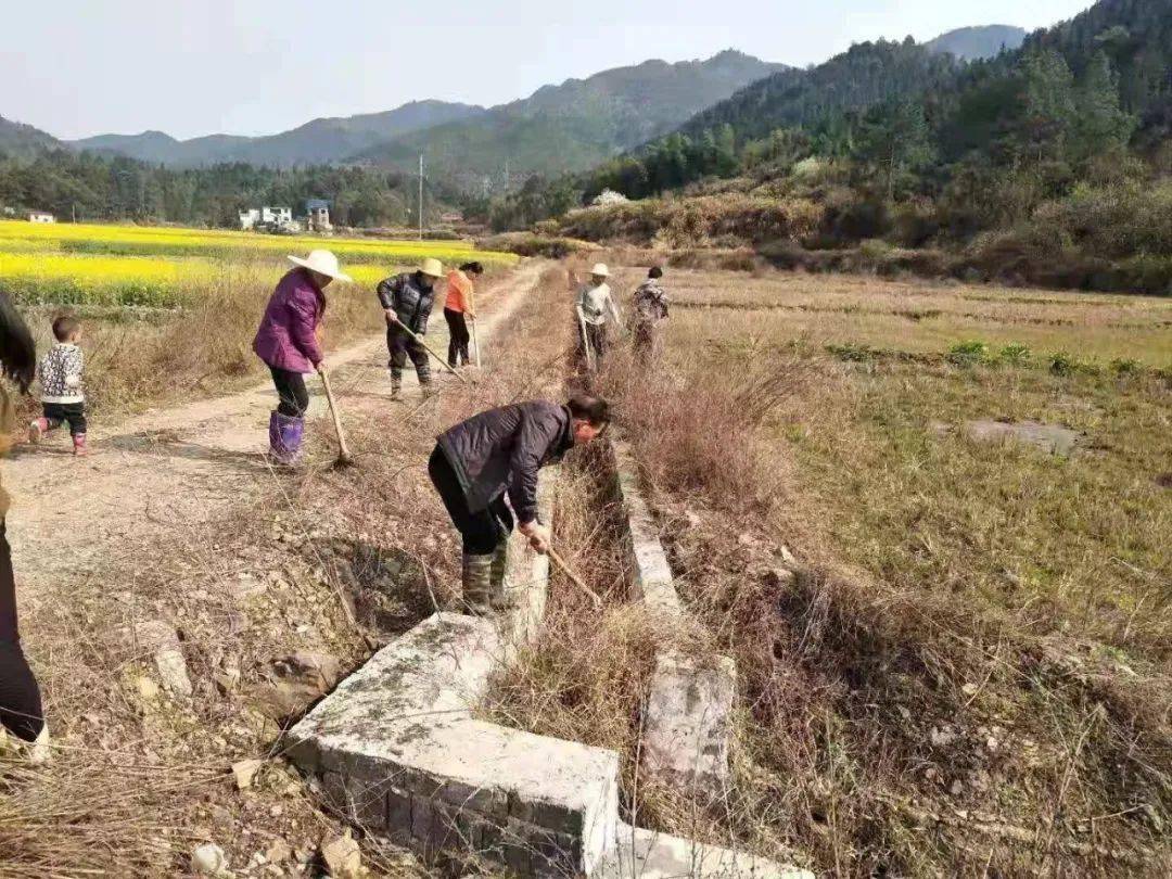 高溪乡组织乡,村干部和群众对农田水渠进行清淤工作,为保证早稻种植打