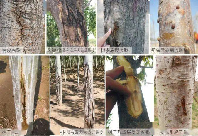 输送给枝叶的养分水分就越充足