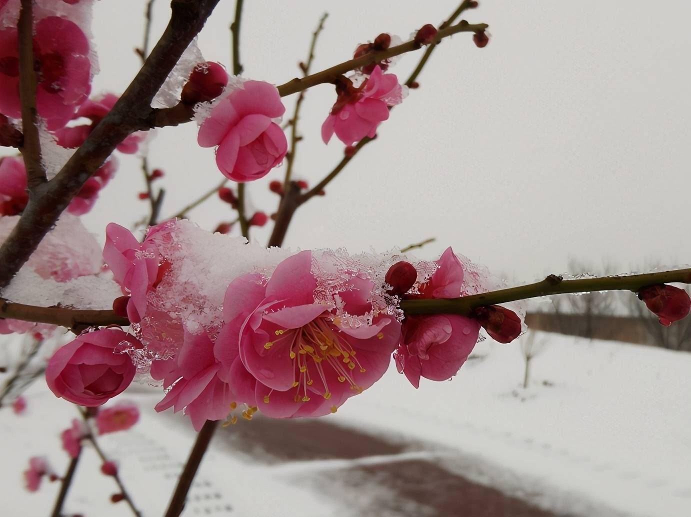 红梅映雪疏影横斜杨柳依依一枝独秀枝头抱香自然标格来源:华山网举报