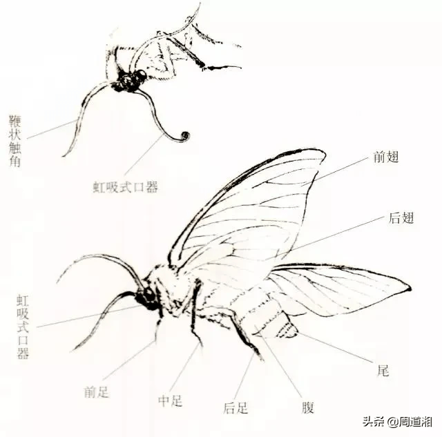 它与蝴蝶最明显的区别是身体粗大肥壮,羽状触角较粗长