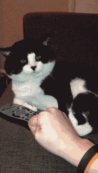 性感美猫,真·胸以下全是腿!